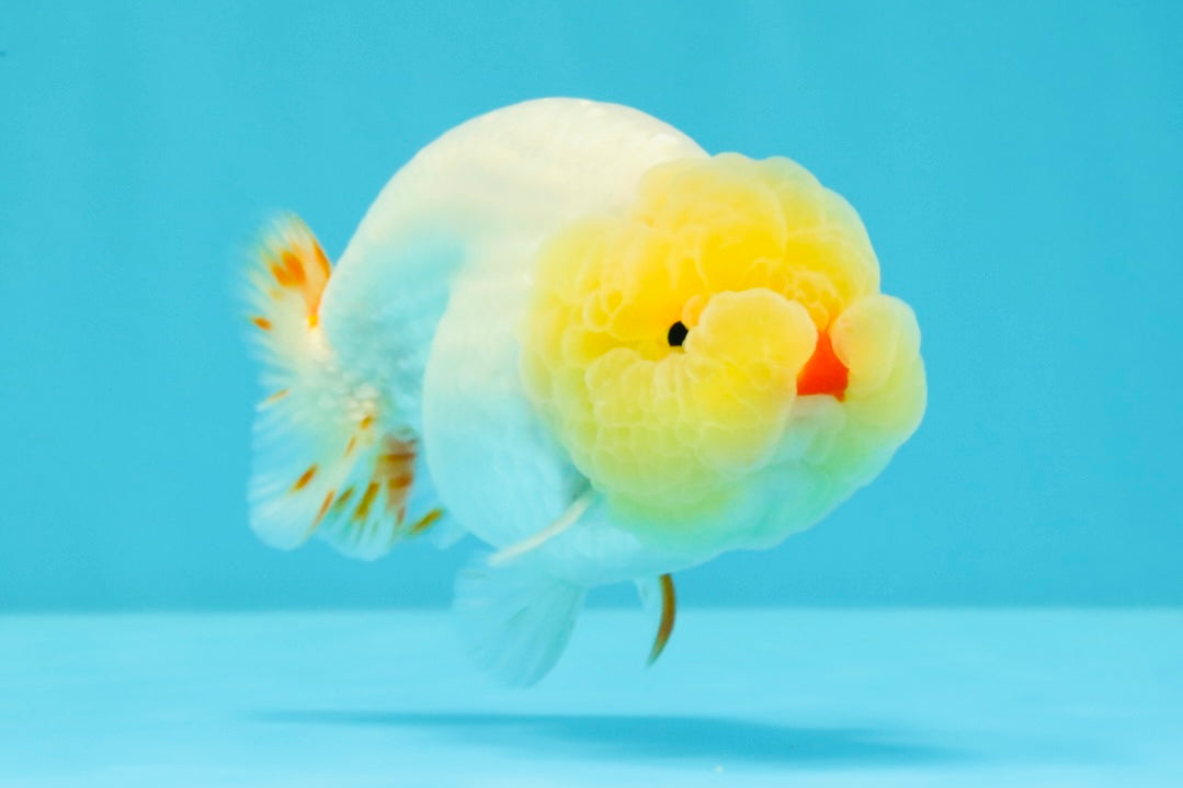 CHICKIE AAA Grade Red White Lipstick LionKing 4-4.5 inches #031326LC_11