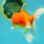 Red White Oranda Male 6 inches #082126OR_09