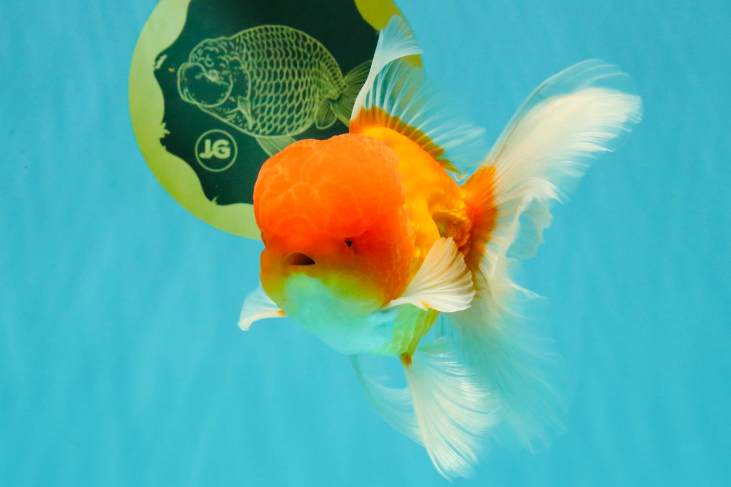 Red White Oranda Male 6 inches #082126OR_09