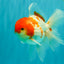 A Grade Kohaku Red White Oranda Male 5.5-6 inches #082126OR_02
