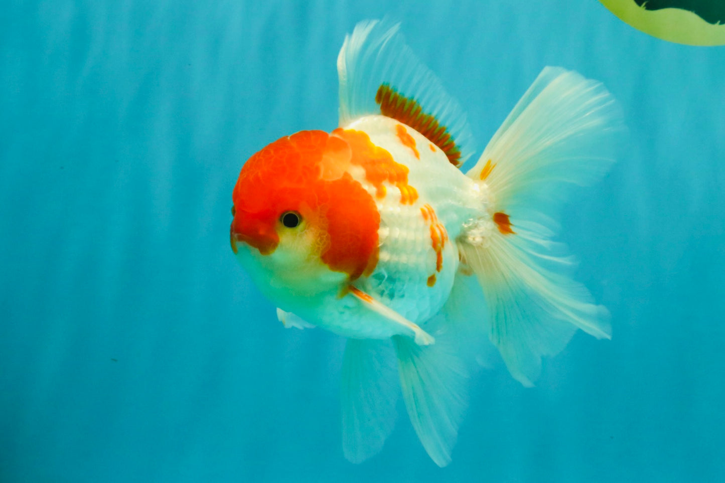 A Grade Kohaku Red White Oranda Male 5.5-6 inches #082126OR_02