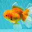 A Grade Red White Oranda Male 5.5-6 inches #091826OR_03