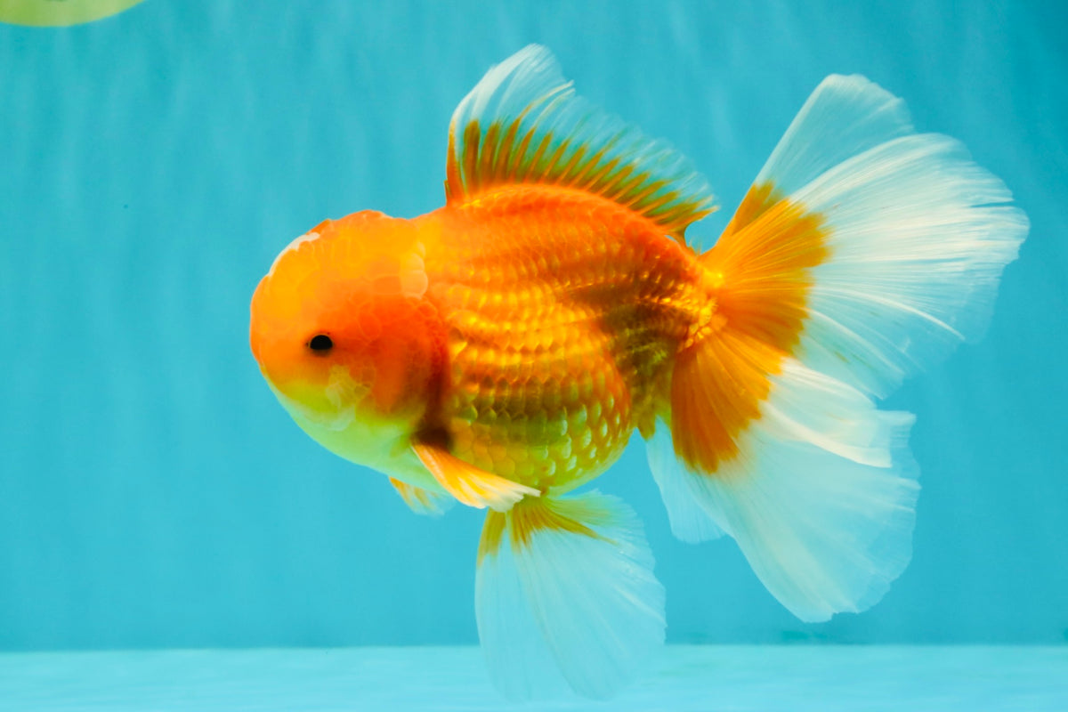 A Grade Red White Oranda Male 5.5-6 inches #091826OR_03