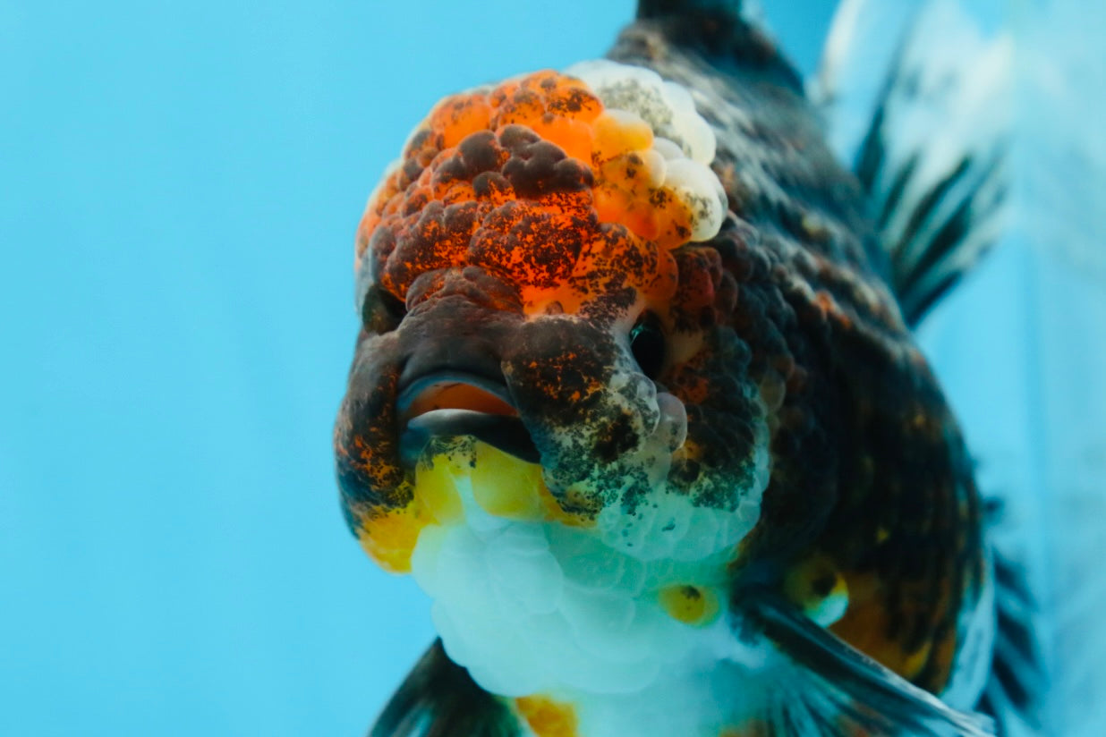 AAA Grade THICK BODY Calico Kirin Oranda Female 6 inches #080825OR_14