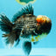 JUMBO AAA Grade Godzilla Jade Head Blue Kirin Oranda Male 6.5-7 inches #030626OR_08