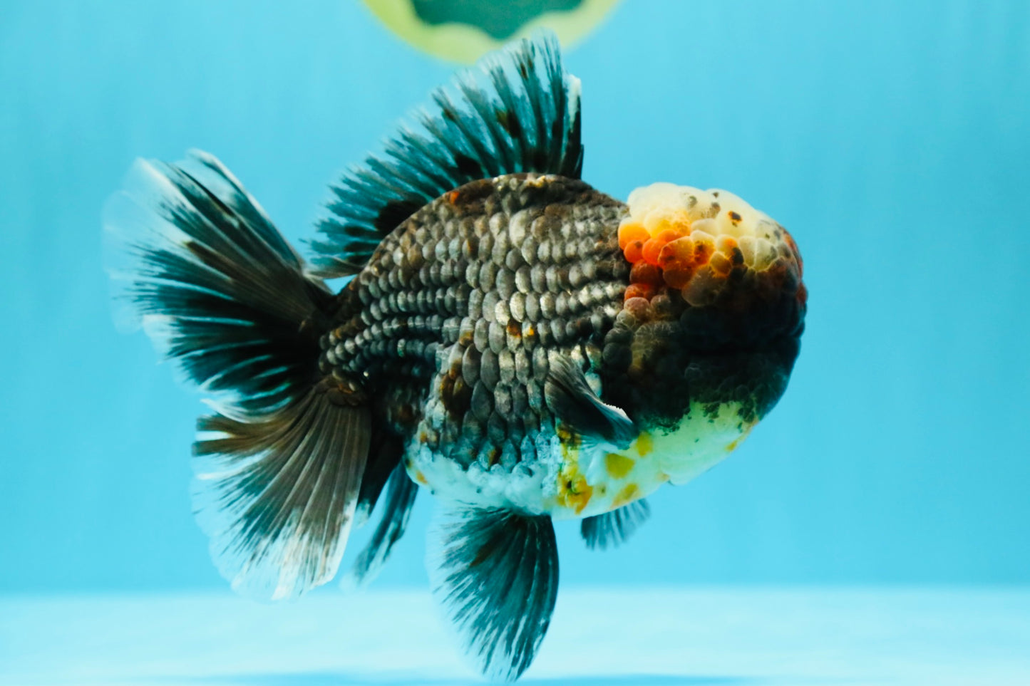 JUMBO AAA Grade Godzilla Jade Head Blue Kirin Oranda Male 6.5-7 inches #030626OR_08