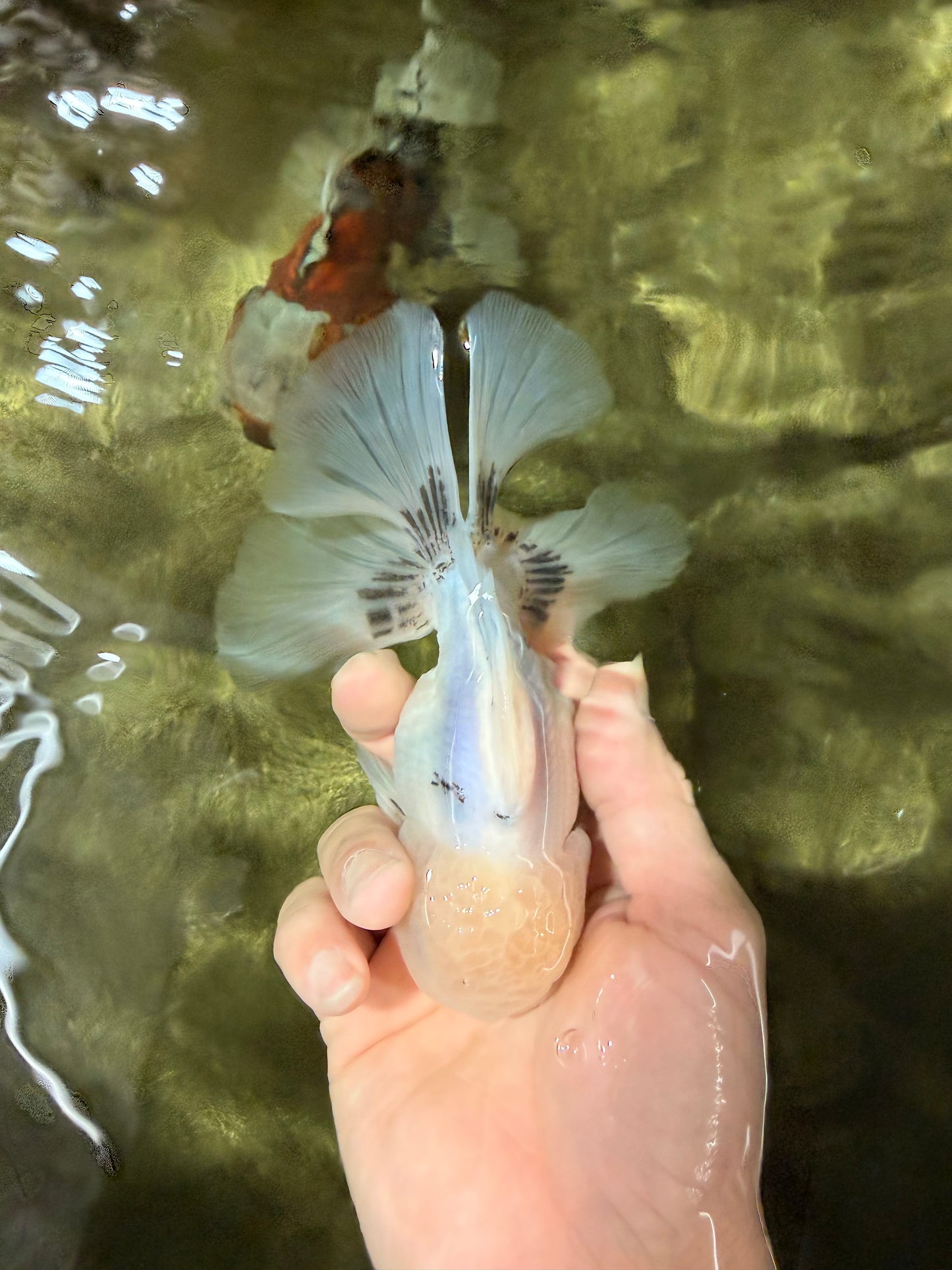 A Grade Marble Oranda Male 5-5.5 inches #050126OR_11