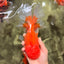AAA Grade Super Jumbo Red White  Oranda Male 8-8.5 inches #062626OR_04