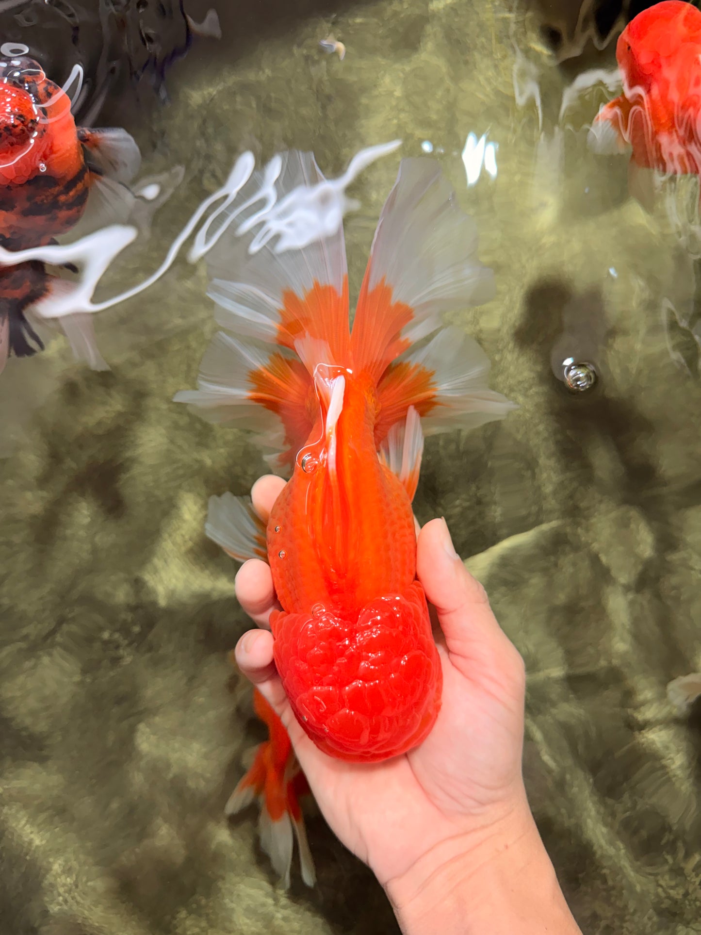 AAA Grade Super Jumbo Red White  Oranda Male 8-8.5 inches #062626OR_04