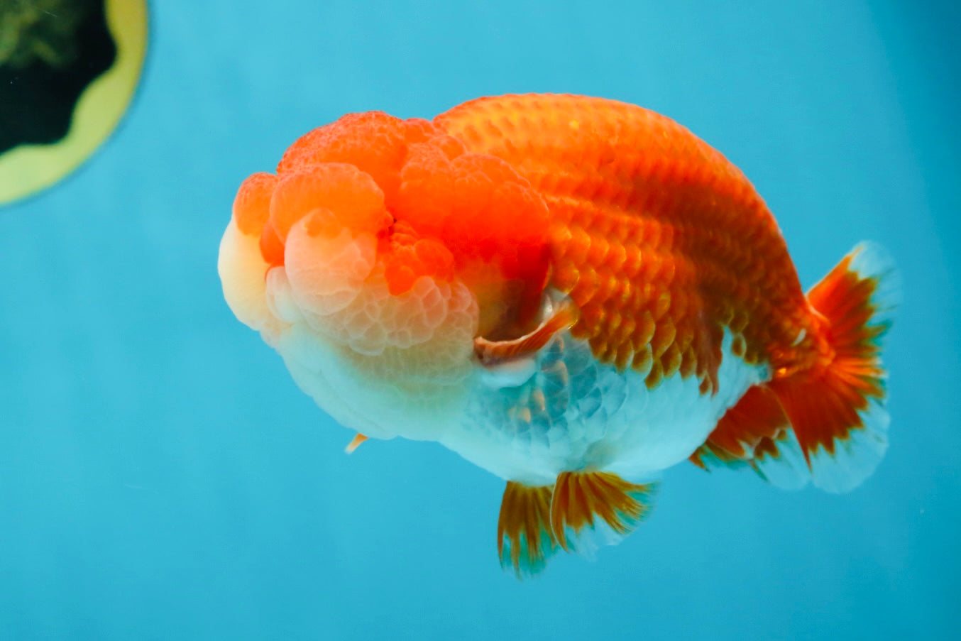 AAA Grade Red White LionKing 4.5 inches #050925LC_11