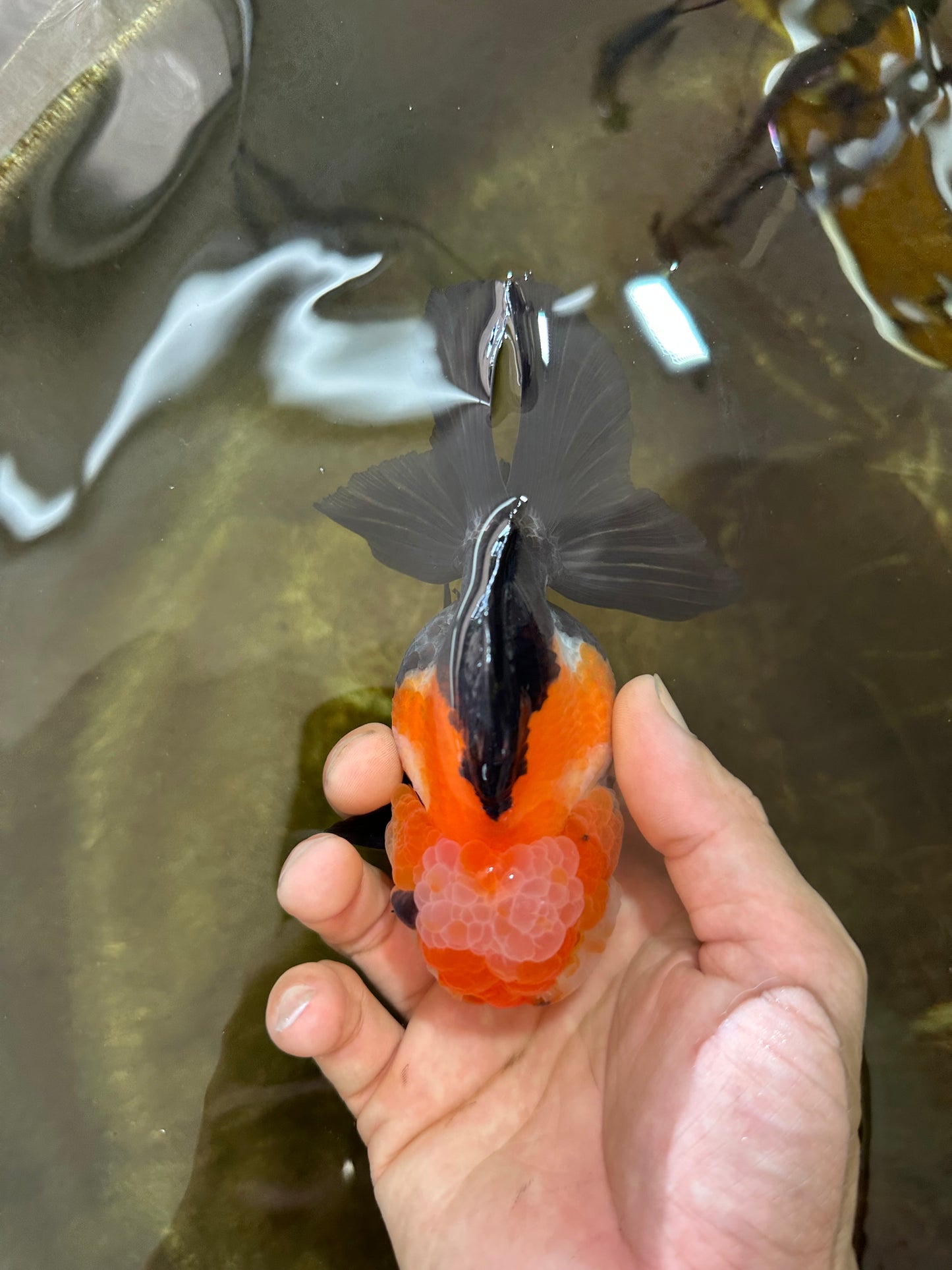 UNIQUE A Grade Tricolor Oranda Female 4.5-5 inches #082225OR_25