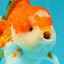 CHUBBY AAA Grade Red White Yuanbao Male 5.5 inches #050826YB_07