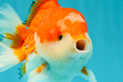 CHUBBY AAA Grade Red White Yuanbao Male 5.5 inches #050826YB_07