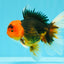 A Grade Red Head Tricolor Oranda Male 5-5.5 inches #031326OR_26