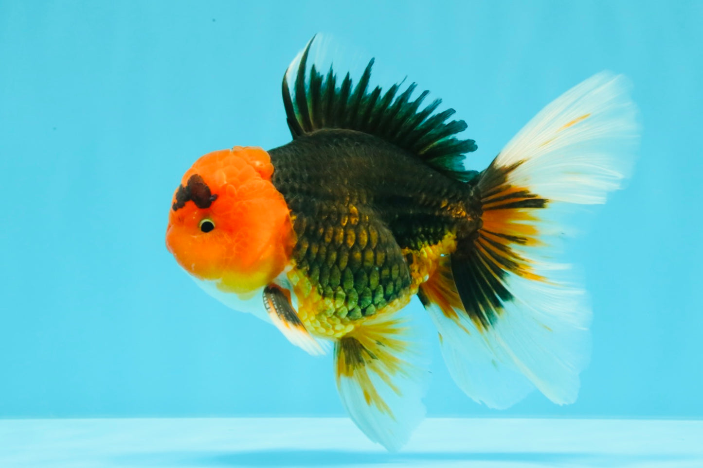 A Grade Red Head Tricolor Oranda Male 5-5.5 inches #031326OR_26