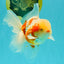 A Grade Lipstick Kohaku Red White Oranda Male 5.5 inches #102326OR_19
