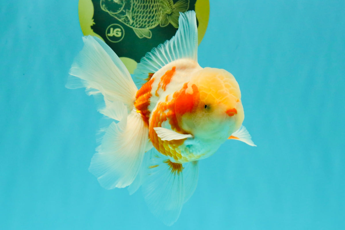 A Grade Lipstick Kohaku Red White Oranda Male 5.5 inches #102326OR_19