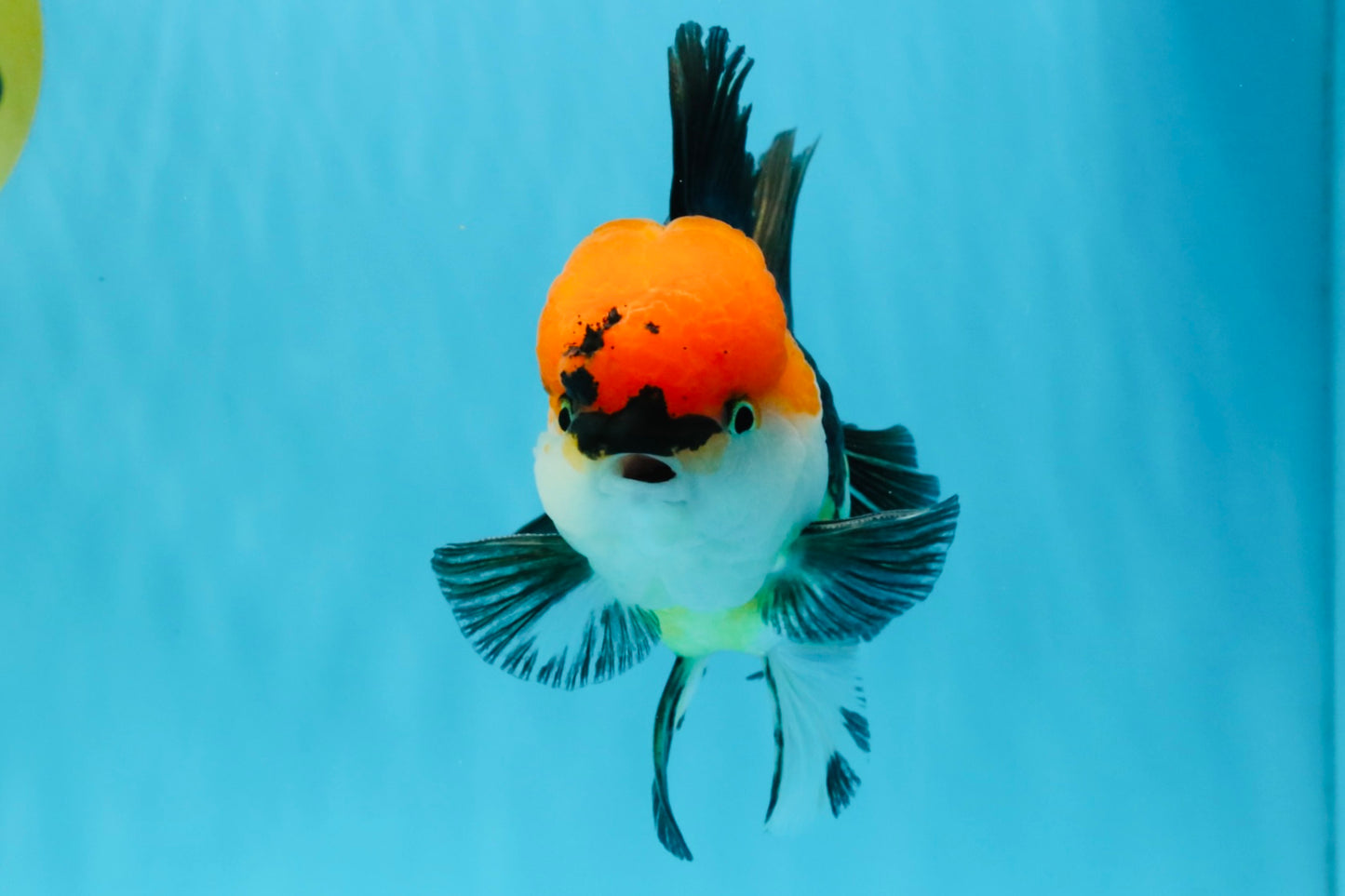 CHARLIE Tricolor Oranda Male 5-5.5 inches #040326OR_10