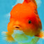 SUPER CUTE A Grade Red White Oranda Female 6.5 inches #110725OR_01