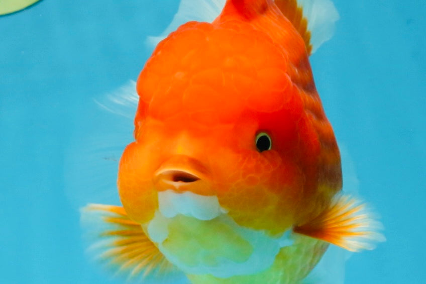 SUPER CUTE A Grade Red White Oranda Female 6.5 inches #110725OR_01