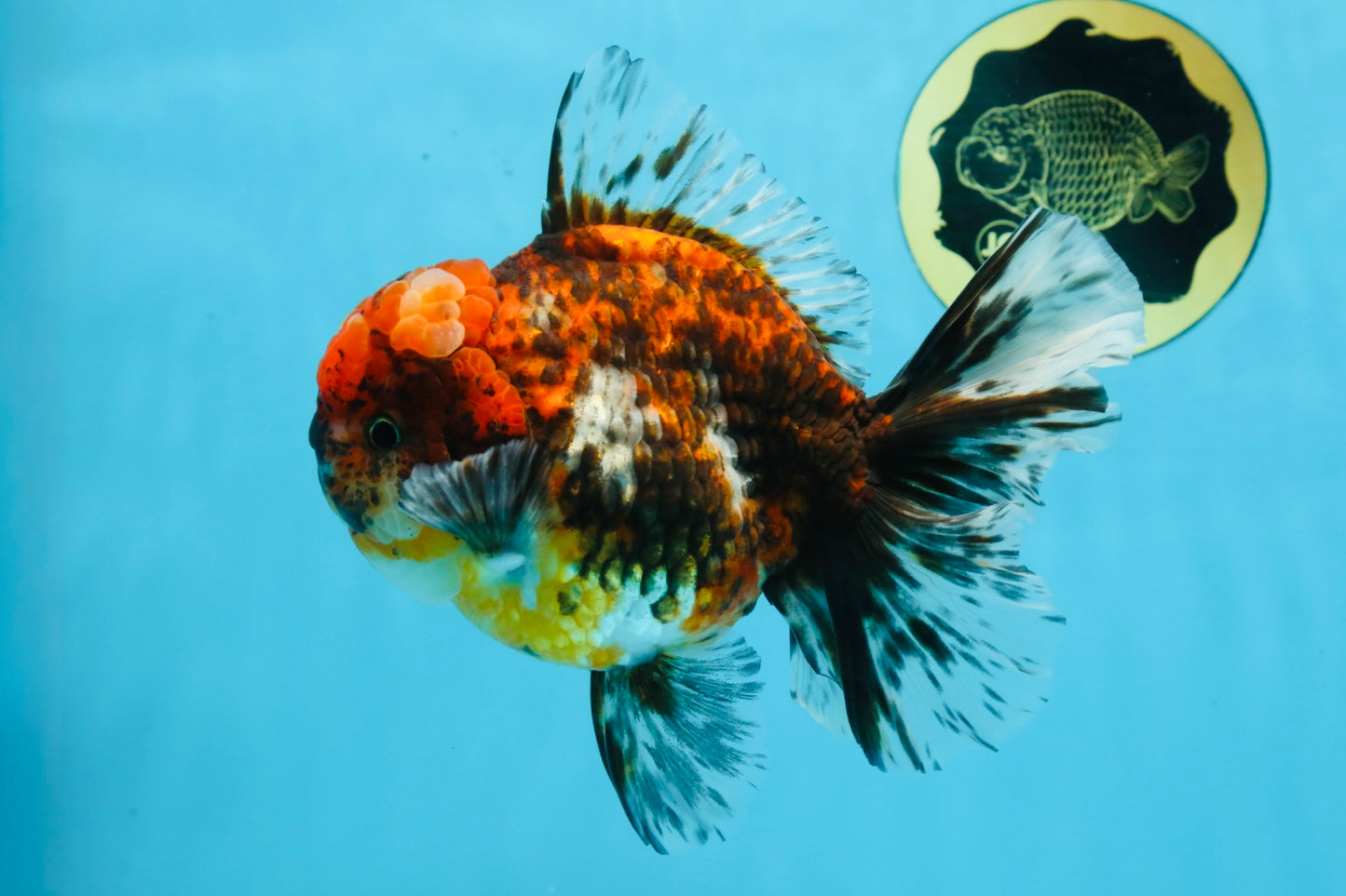 AAA Grade Calico Oranda Male 6 inches #101725OR_23