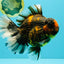 CHONKY AAA Grade Broadtail Tiger Oranda Male 7-7.5 inches #072426OR_04