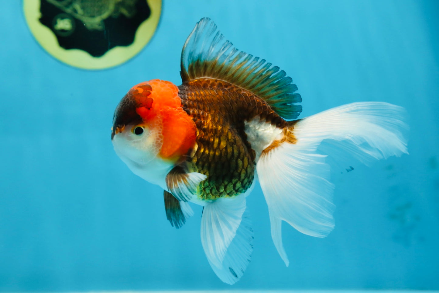 Young Tricolor Oranda Male 4.5 inches #061325_02