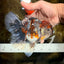 A Grade Kirin Oranda Female 6 inches #110725OR_02