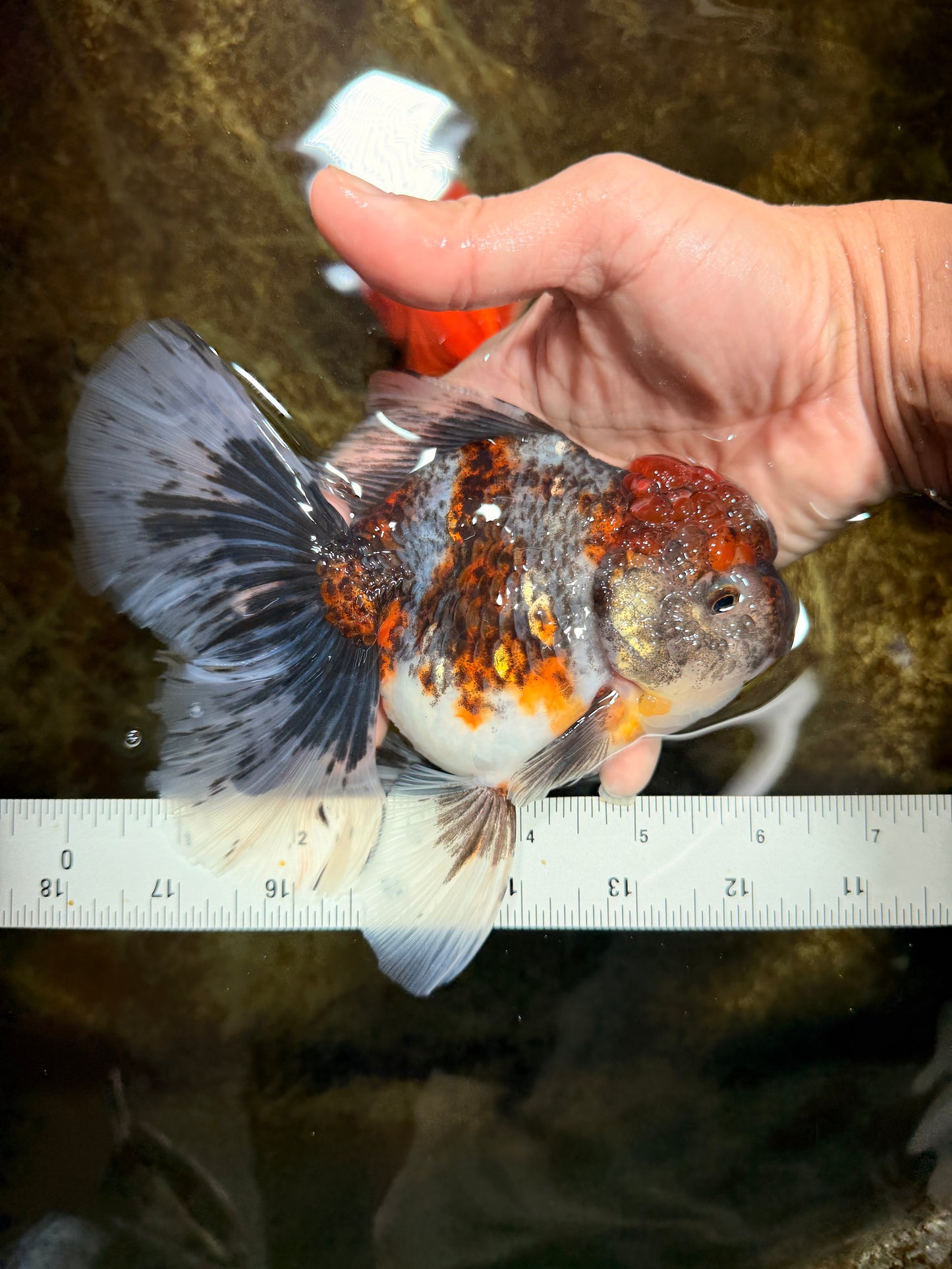 A Grade Kirin Oranda Female 6 inches #110725OR_02