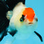 A Grade Tricolor Angry Bird Oranda Female 4.5-5 inches #0726OR_17