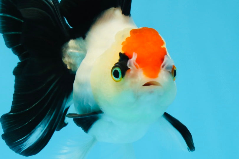 A Grade Tricolor Angry Bird Oranda Female 4.5-5 inches #0726OR_17