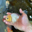 White Long Tail Oranda Male 5-5.5 inches #062025OR_15