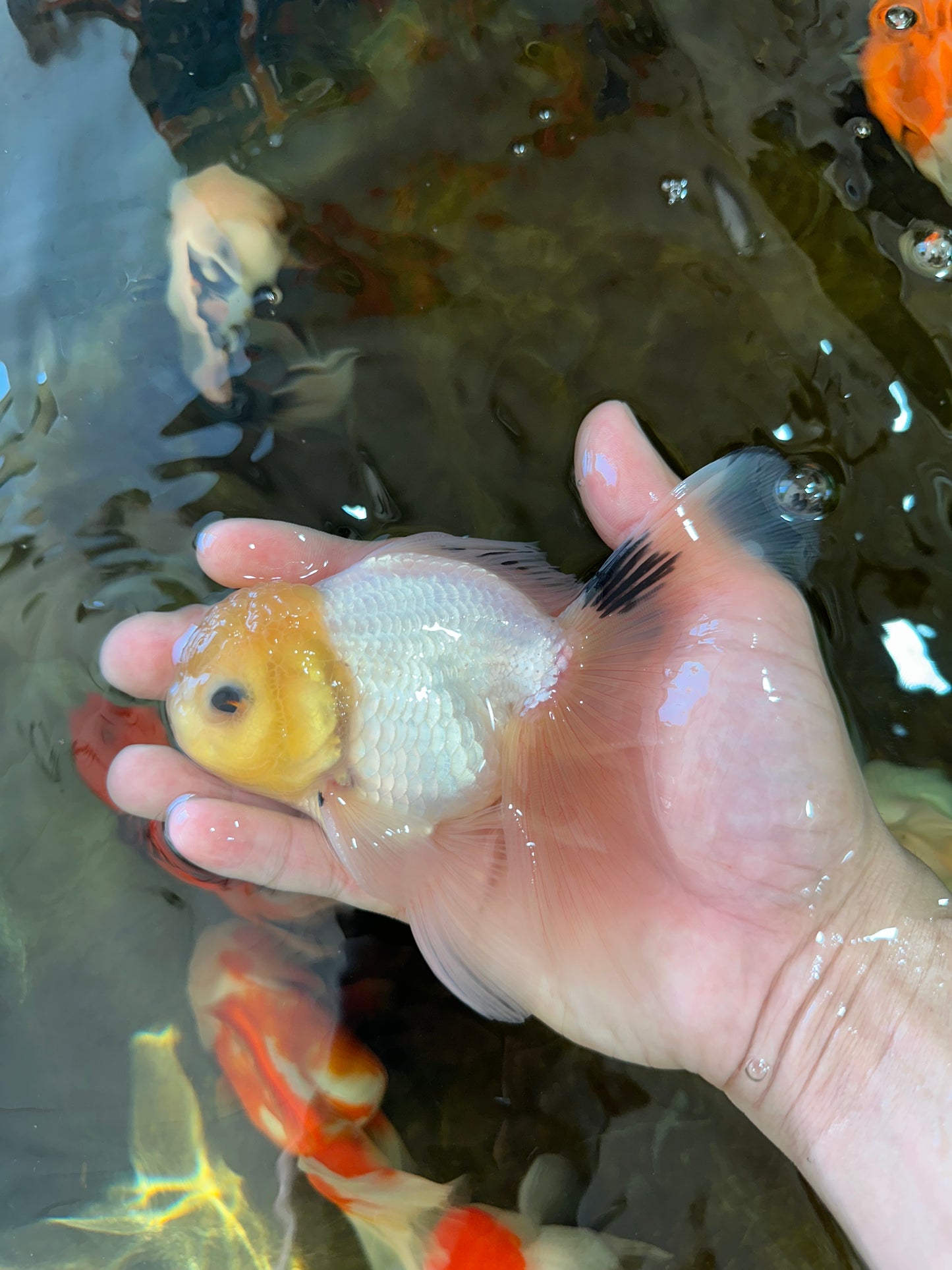 White Long Tail Oranda Male 5-5.5 inches #062025OR_15