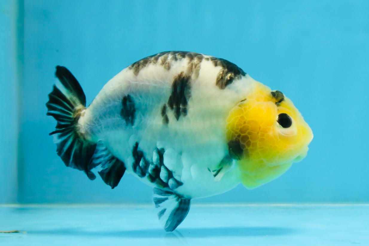 A Grade Milk Cow Ranchu Female 5 inches #101025RC_12