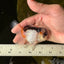 Panda Oranda Male 3.5 inches #1018OR_15