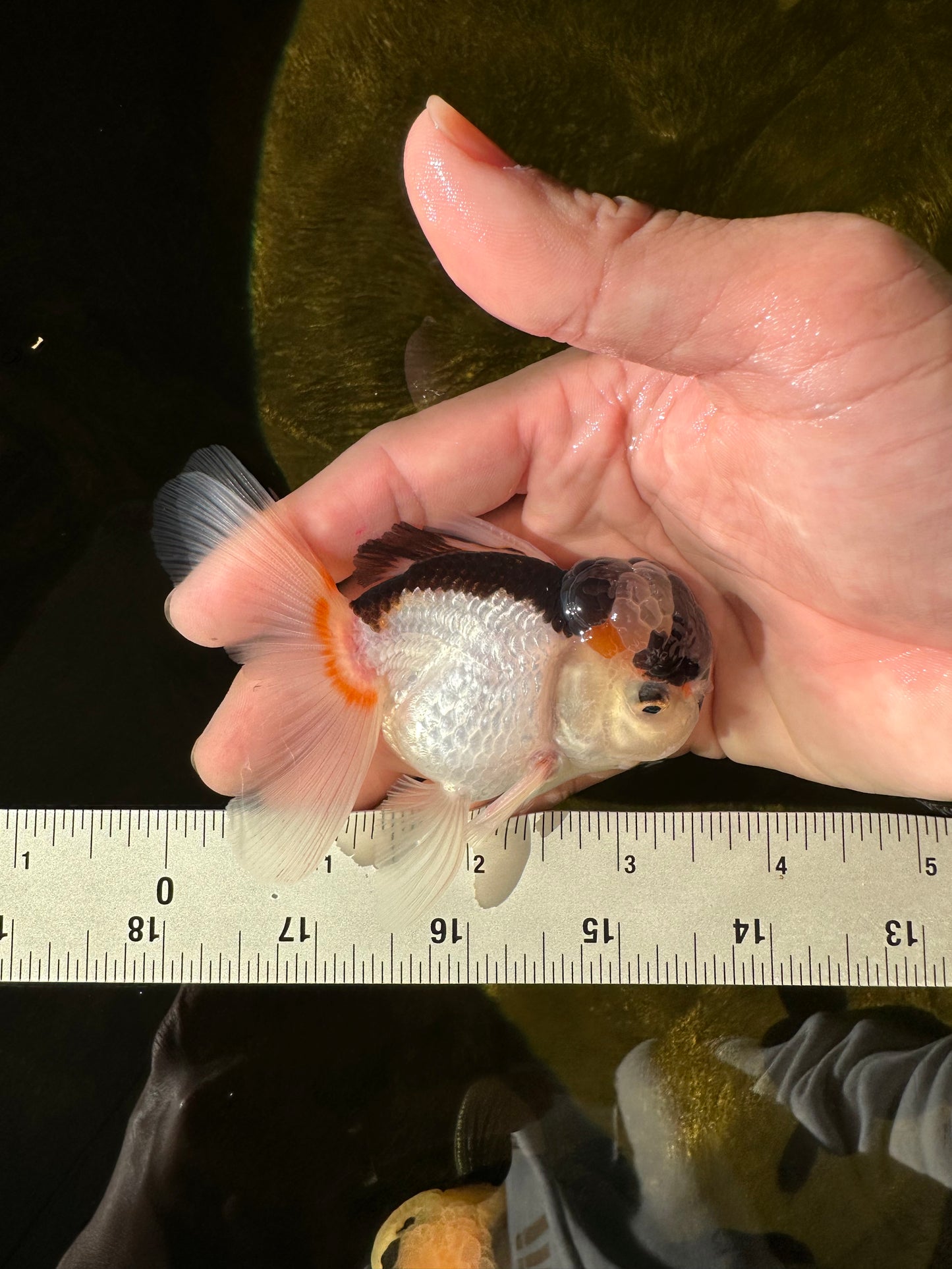 Panda Oranda Male 3.5 inches #1018OR_15