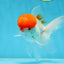 AAA Grade SUPER Red Cap Oranda Male 4.5 inches #051625OR_29