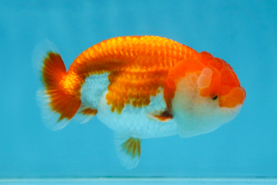 AAA Grade Red White LionQueen 4 inches #112825LC_02