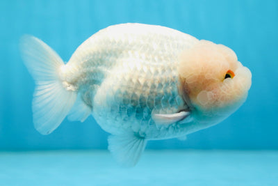 AAA Grade Snow White LionKing 5-5.5 inches #082925LC_18