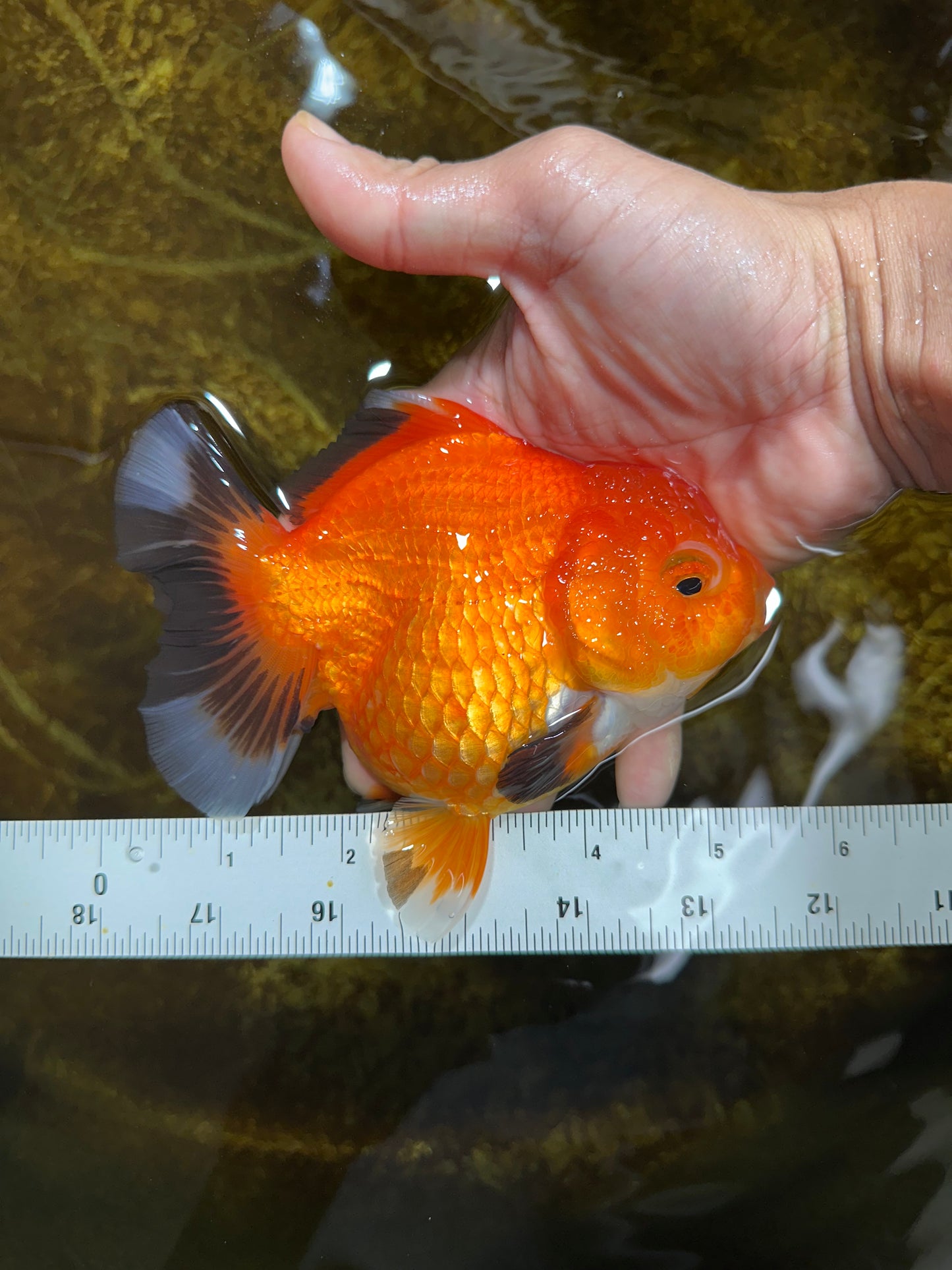 NEMO Apache Yuanbao Female 5-5.5 inches #091925YB_18