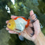 ADRORABLE Lemonhead Oranda Female 5-5.5 inches #091225OR_18