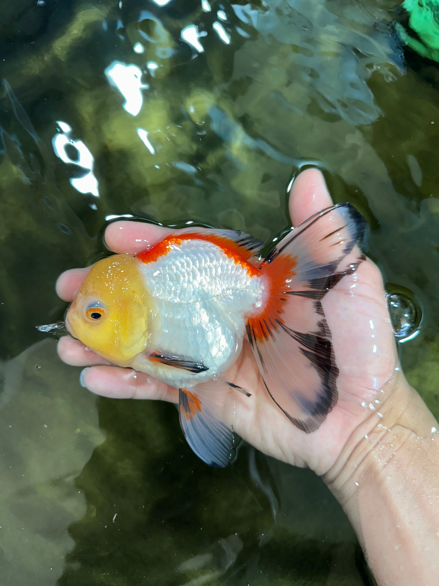 ADRORABLE Lemonhead Oranda Female 5-5.5 inches #091225OR_18