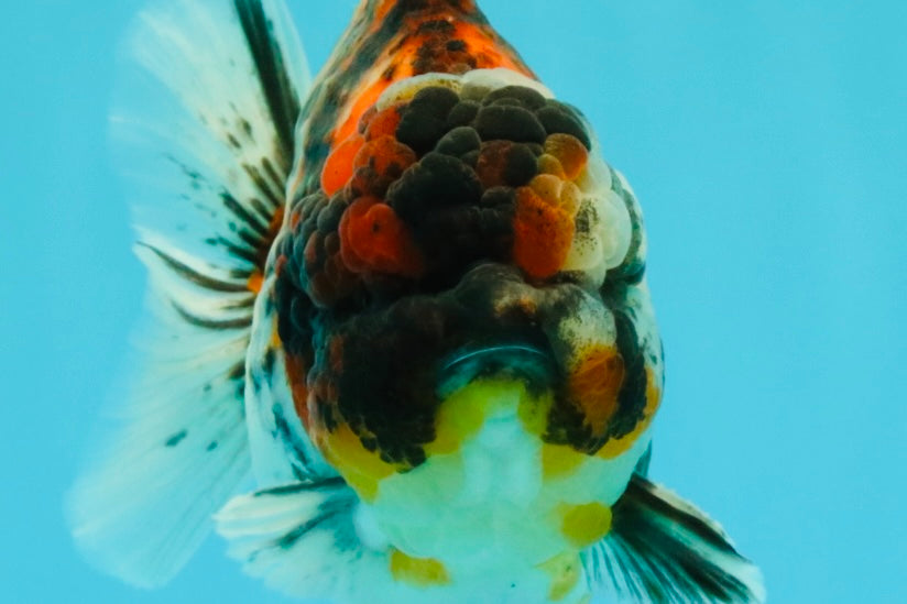 UNIQUE AAA Grade Special Tiger Yuanbao Male 5-5.5 inches #031326YB_23