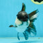 A Grade Panda Oranda Male 5-5.5 inches #050925OR_41