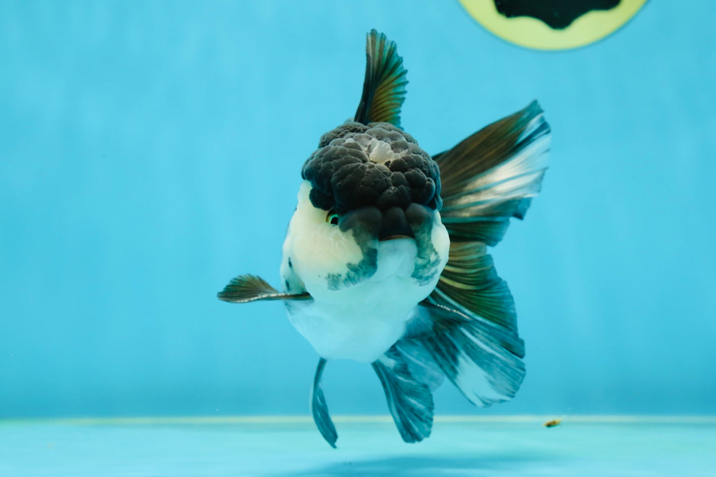 A Grade Panda Oranda Male 5-5.5 inches #050925OR_41