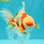 A Grade Kohaku Red White Oranda Male 6 inches #101626OR_11