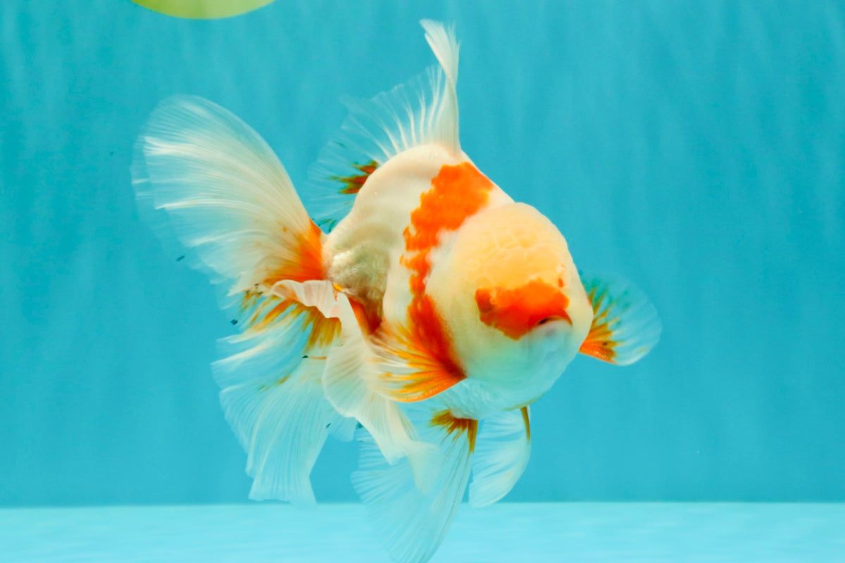 A Grade Kohaku Red White Oranda Male 6 inches #101626OR_11