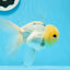 AAA Grade Lemonhead Panda Button Eyes Oranda Male 5-5.5 inches #0913OR_13