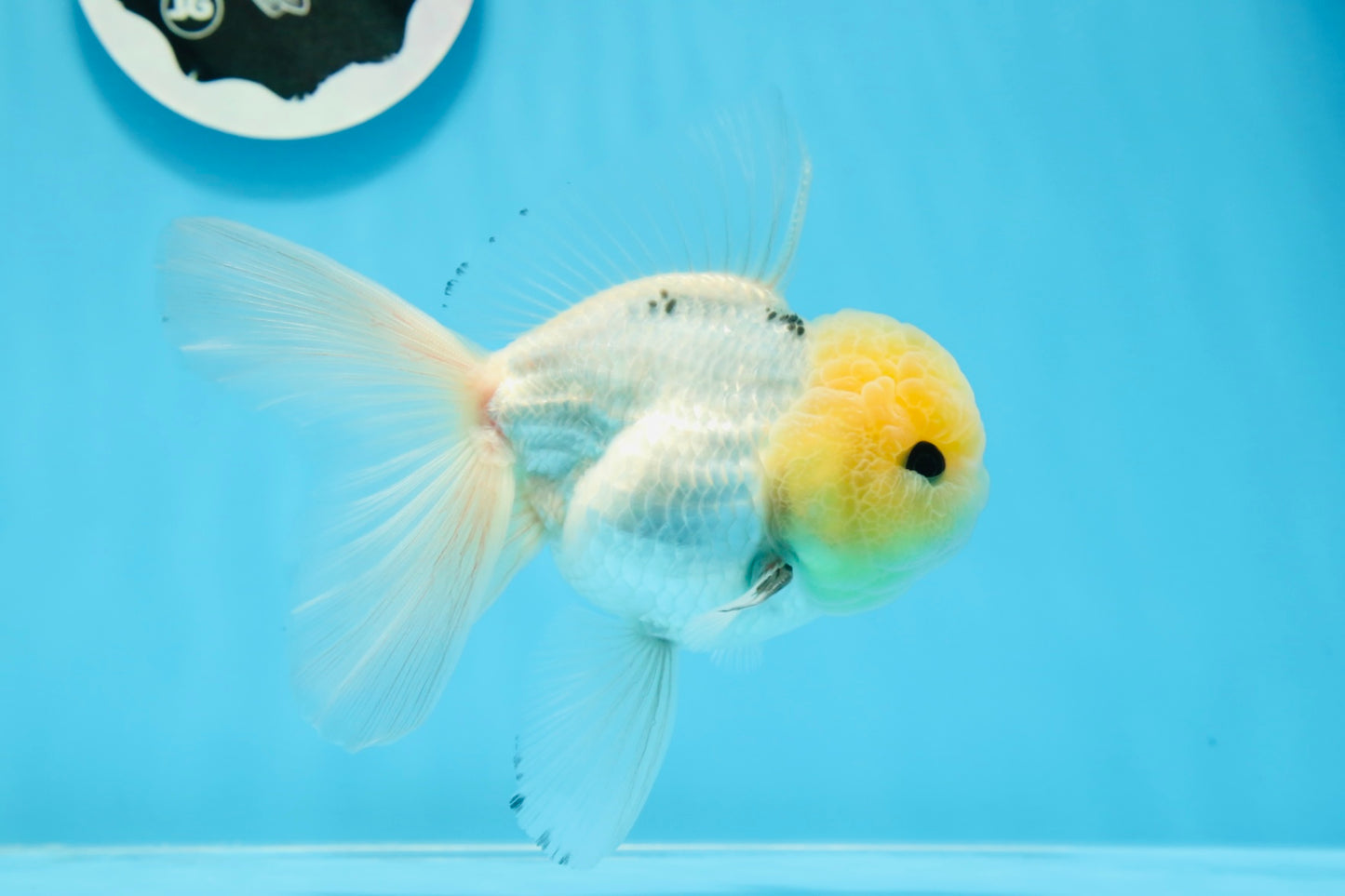 AAA Grade Lemonhead Panda Button Eyes Oranda Male 5-5.5 inches #0913OR_13