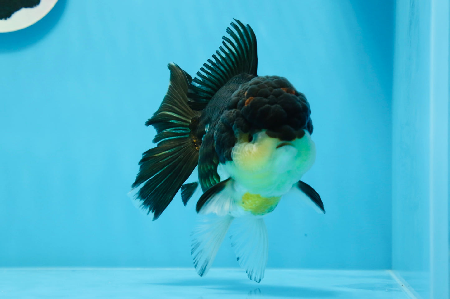 Oranda femelle tricolore de catégorie AAA 5 pouces #0830OR_02